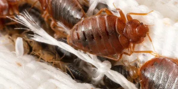 Bed bugs on mattress